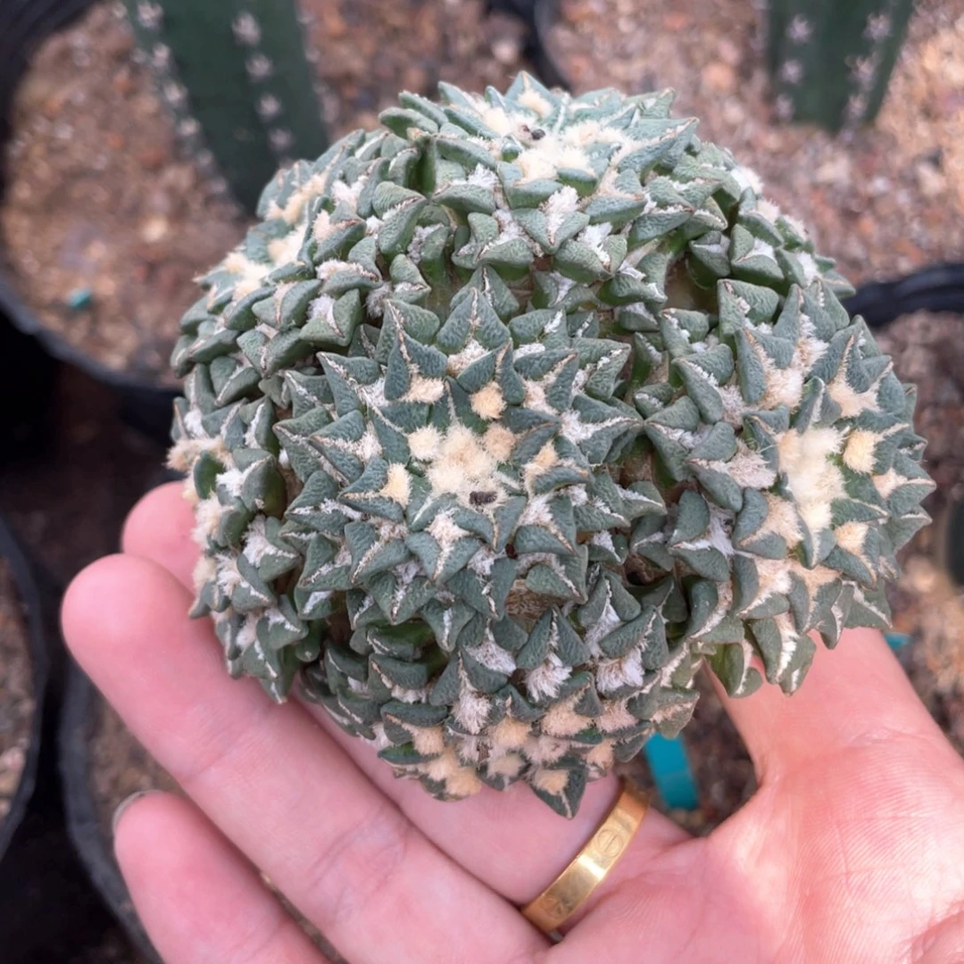 嫁接群生黑牡丹福利