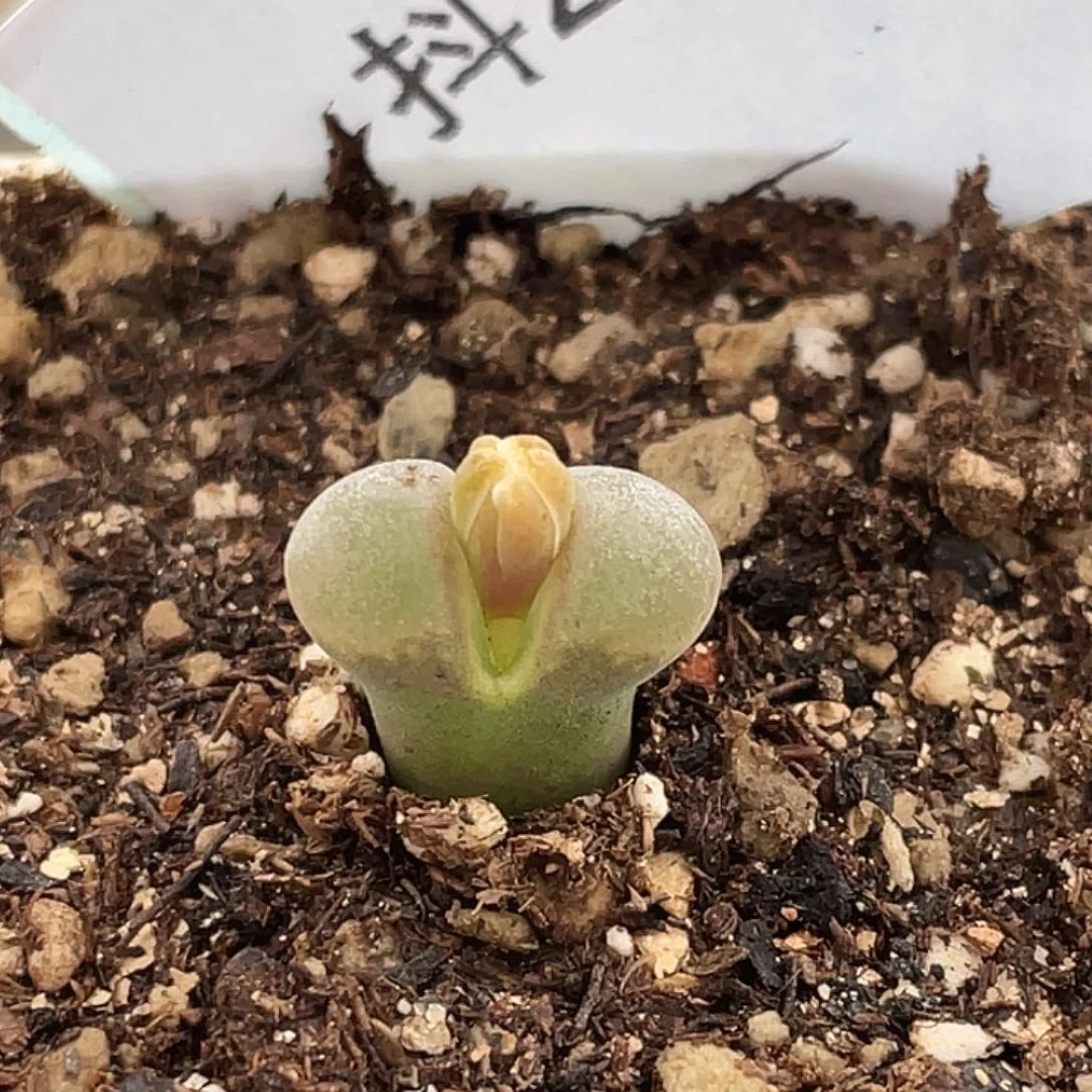 27-79风铃b23多肉植物