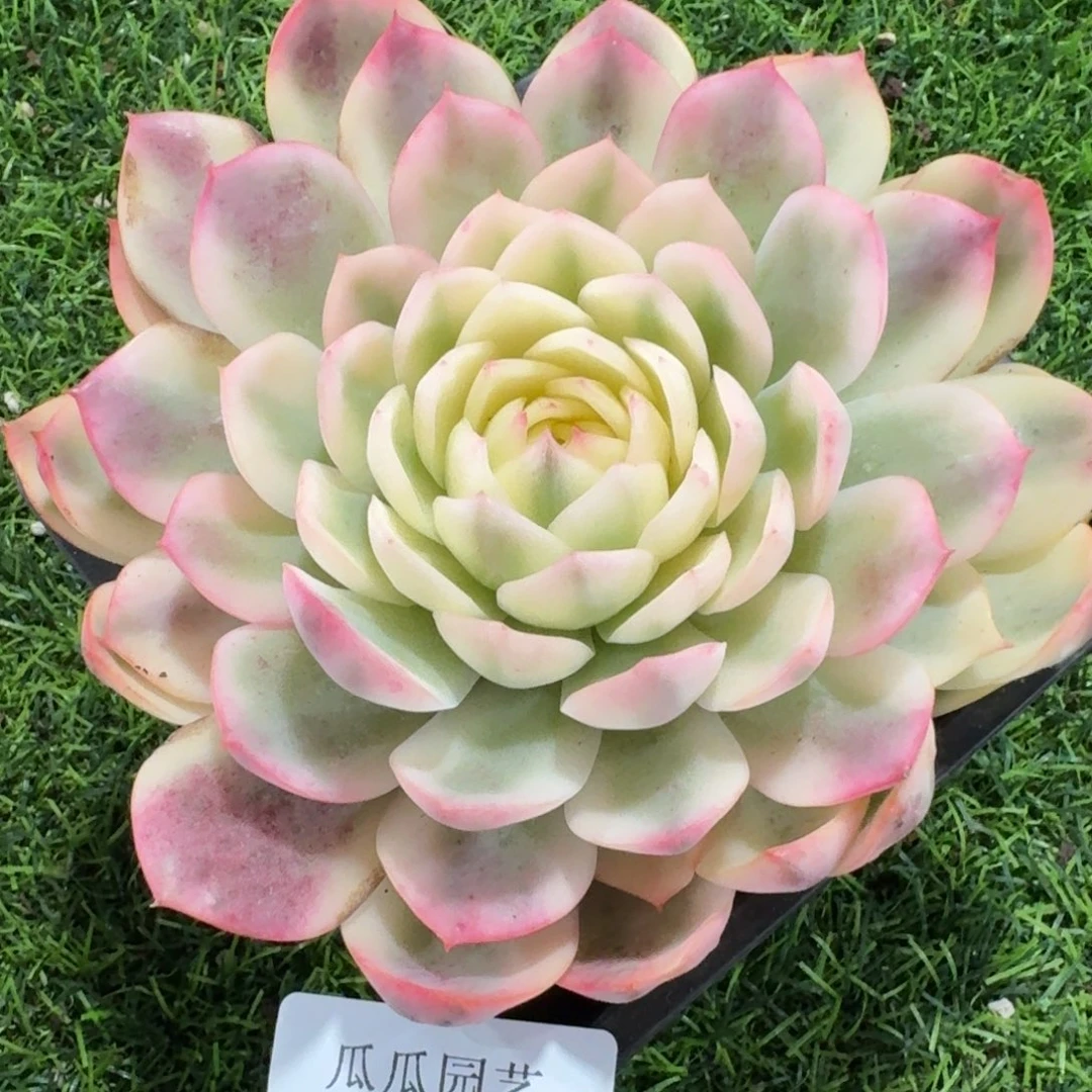 1281韩水晶锦多肉植物