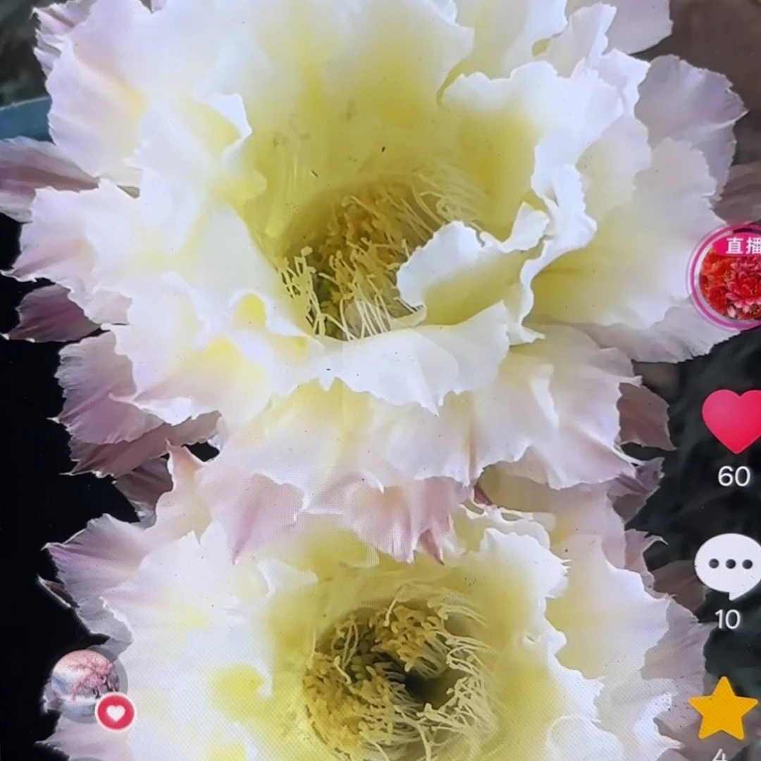 白可可彩侧牙20包邮仙人球26