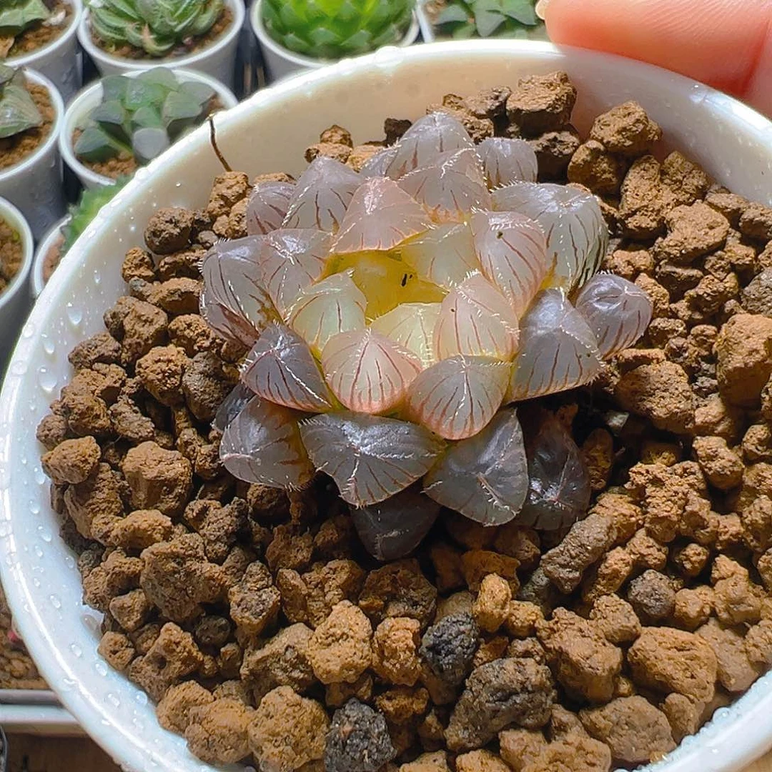 洛神玉露多肉多肉多肉之家