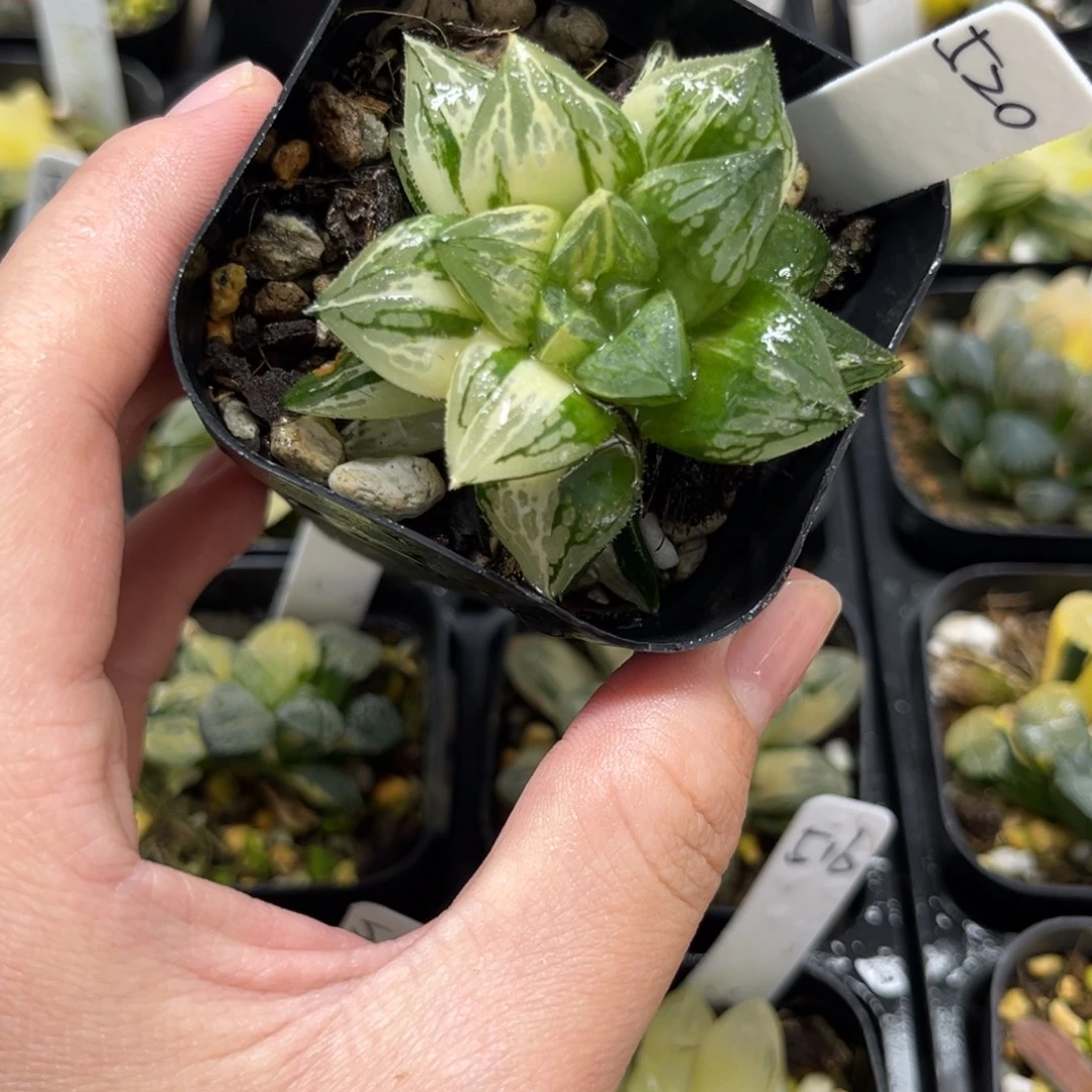 520实生寿锦一物一拍