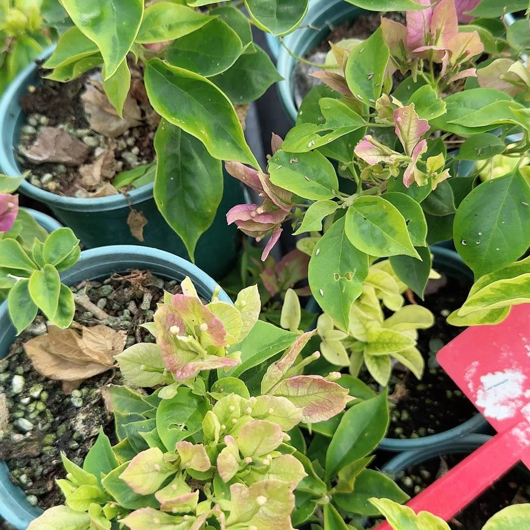完全开放抹茶和沙斑女郎