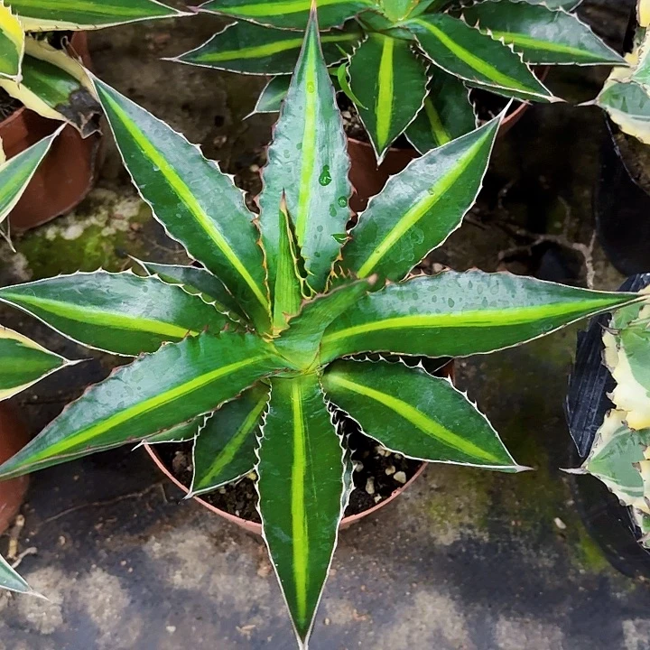 完全开放青黛兰小号20cm裸根