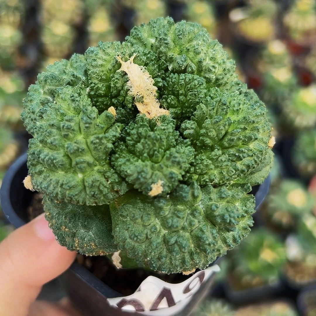 无花朵福利炸尤哥斯拉牡丹549