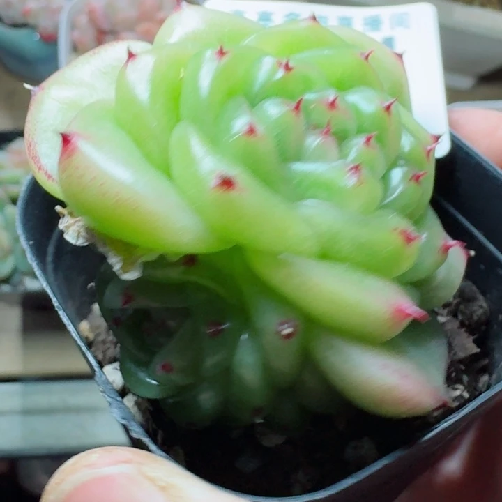 宝拉珍妮         精控精养多肉植物