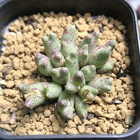 多肉肉锥 草莓斑马