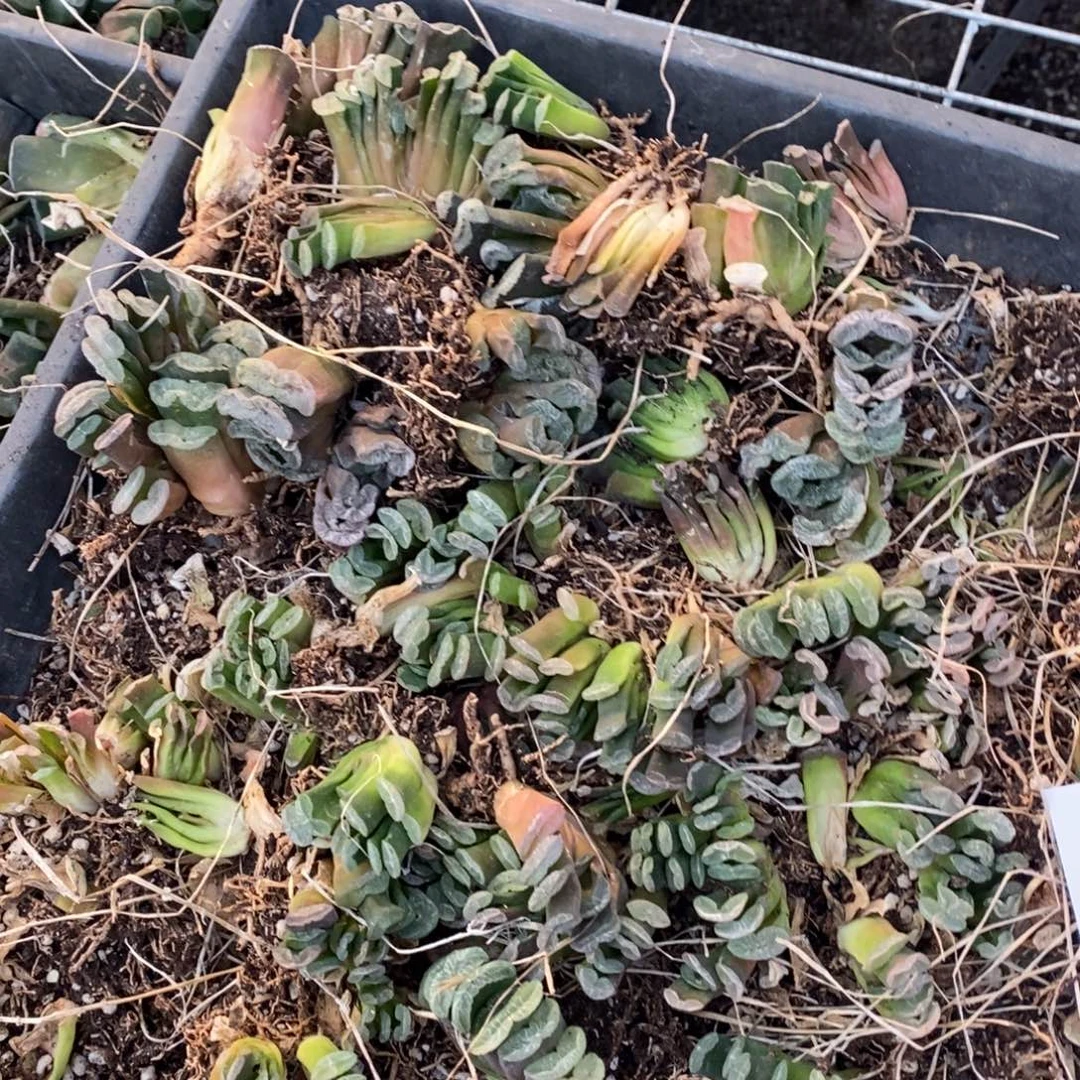 2319 一颗实生小玉扇 双旦整点福利