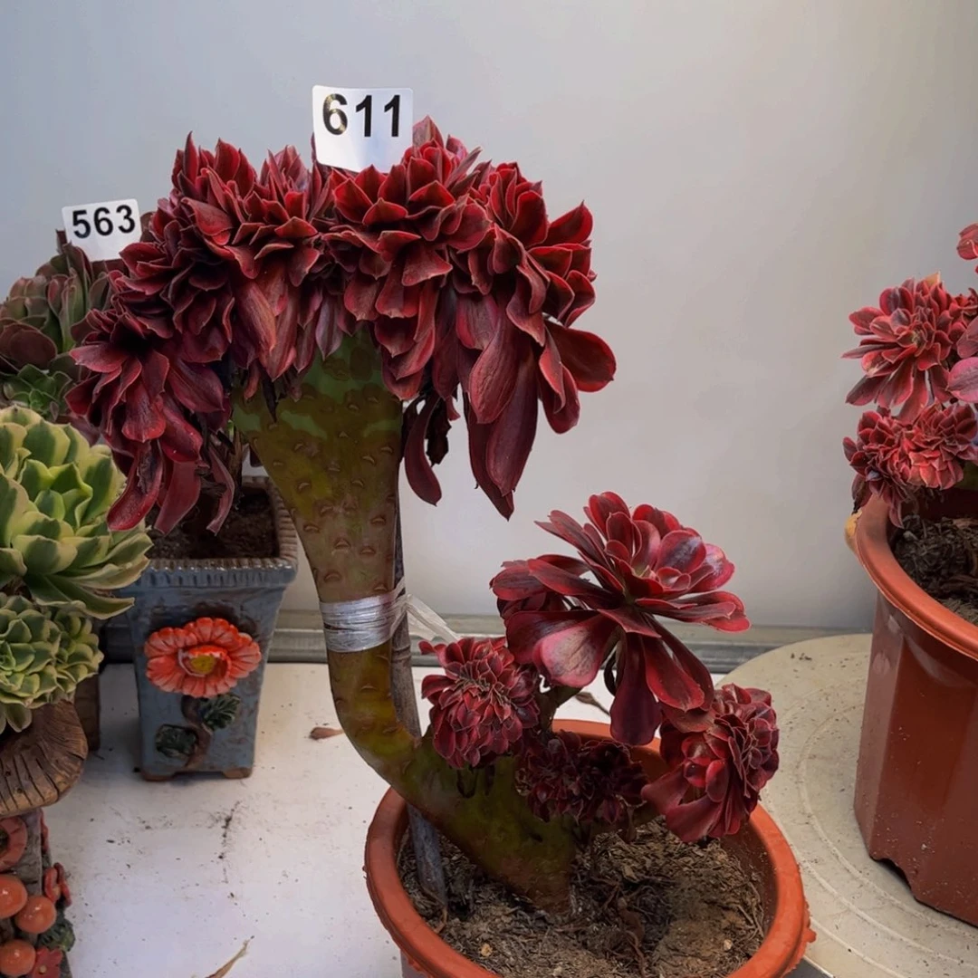 多肉法师美杜莎缀611