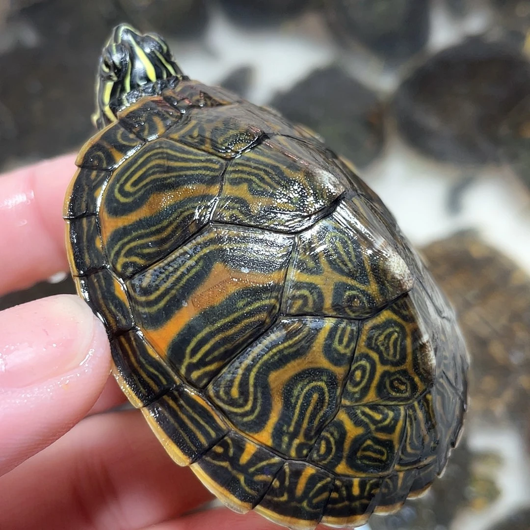 宠物龟不分公母6.3