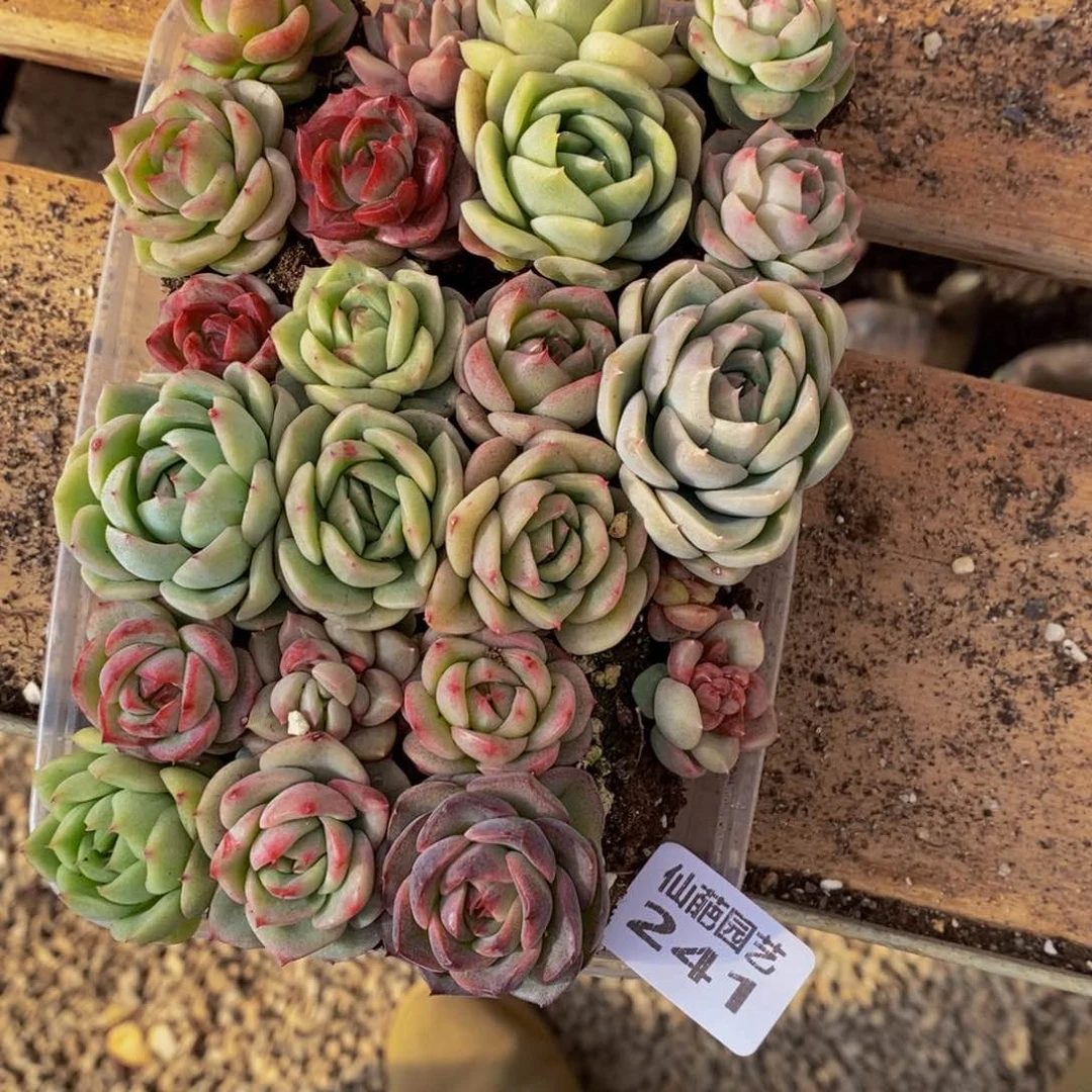 安*241多人在一起的时候