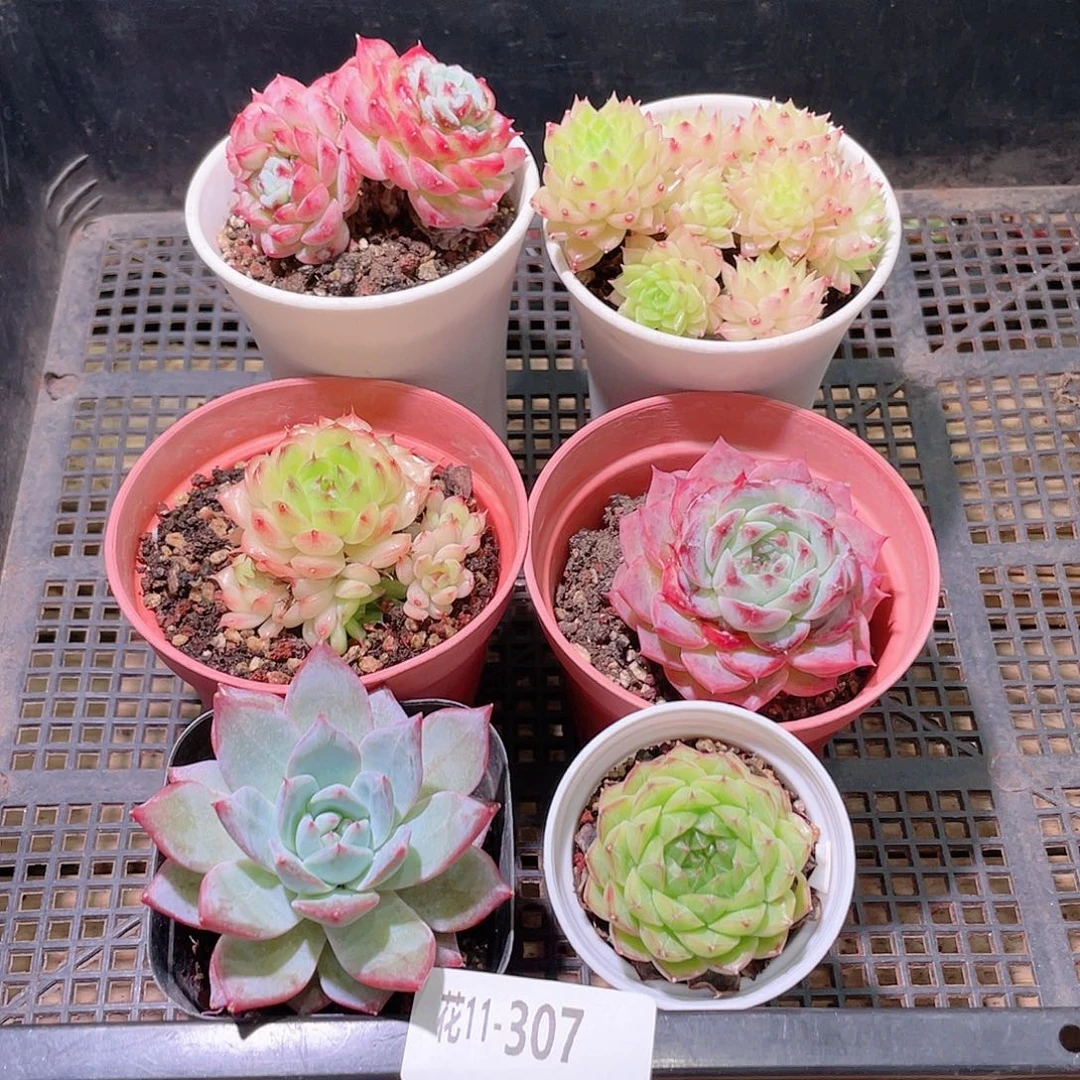 花利美11-307框拍6颗