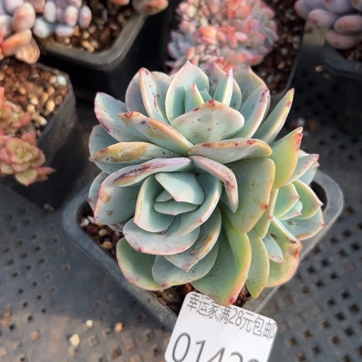 幸运儿是一位非常优秀且