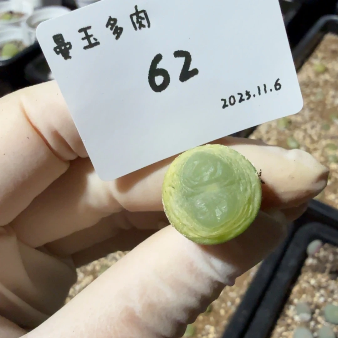 珍***肉多肉多肉多肉11.6-062