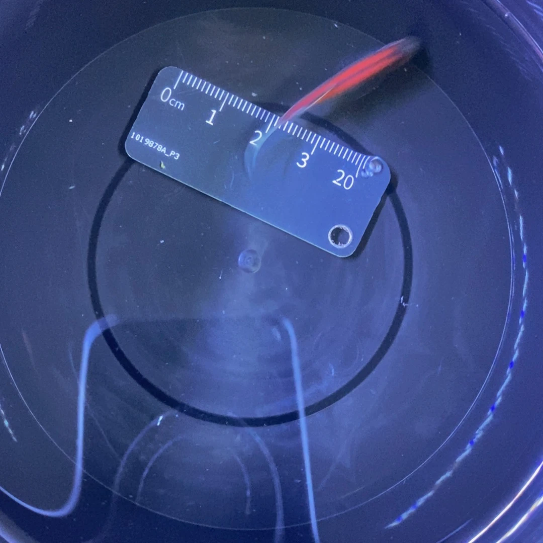 斑马鱼补紫红一条