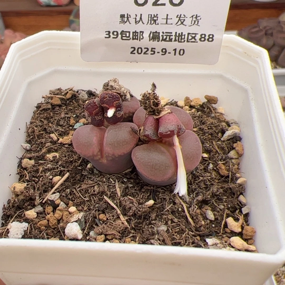 W****026号 3个 多肉植物