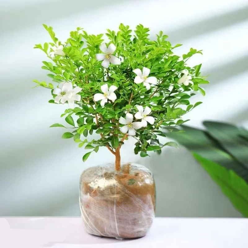 九里香盆栽花卉绿植四季开花带花苞