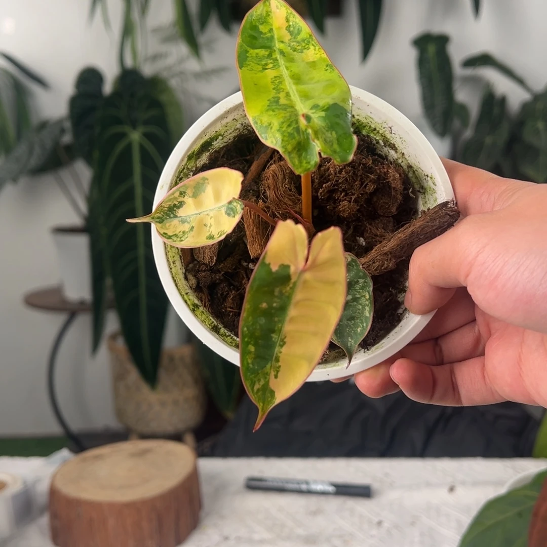 完全开放橙柄锦蔓绿绒