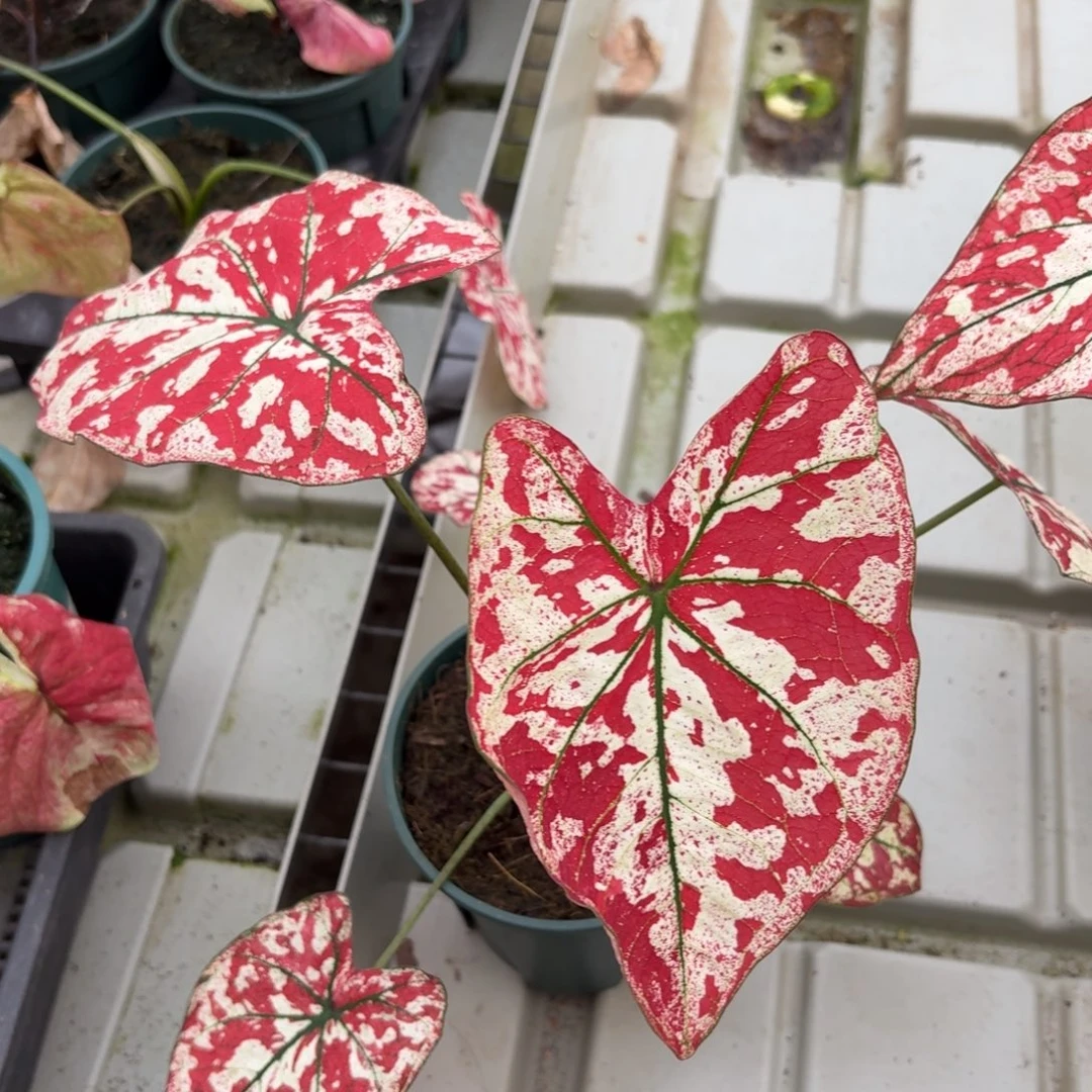 猩红玛丽 泰国彩叶芋16-1224