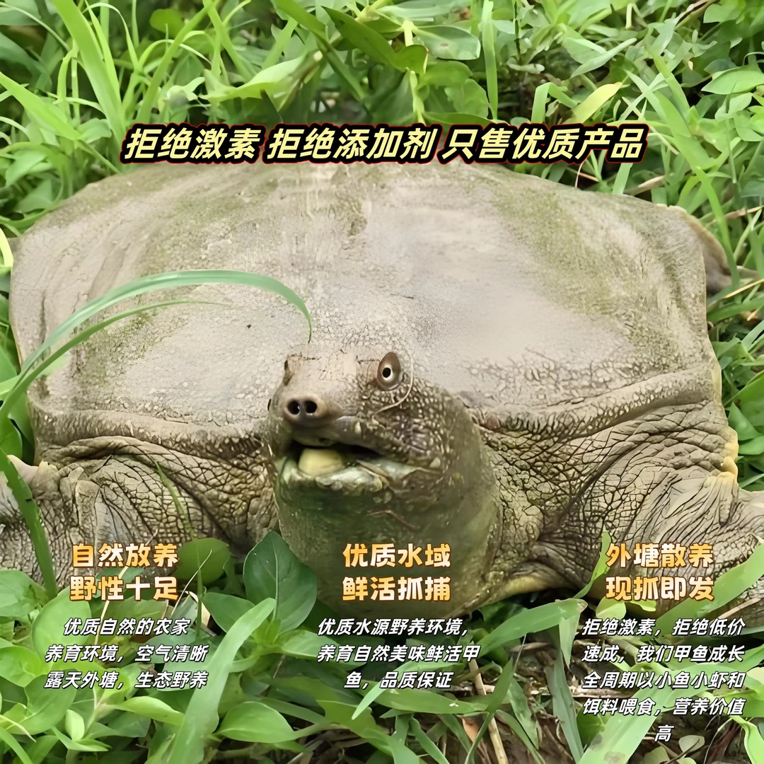 【3-4斤生态甲鱼】外塘放养生态公甲鱼