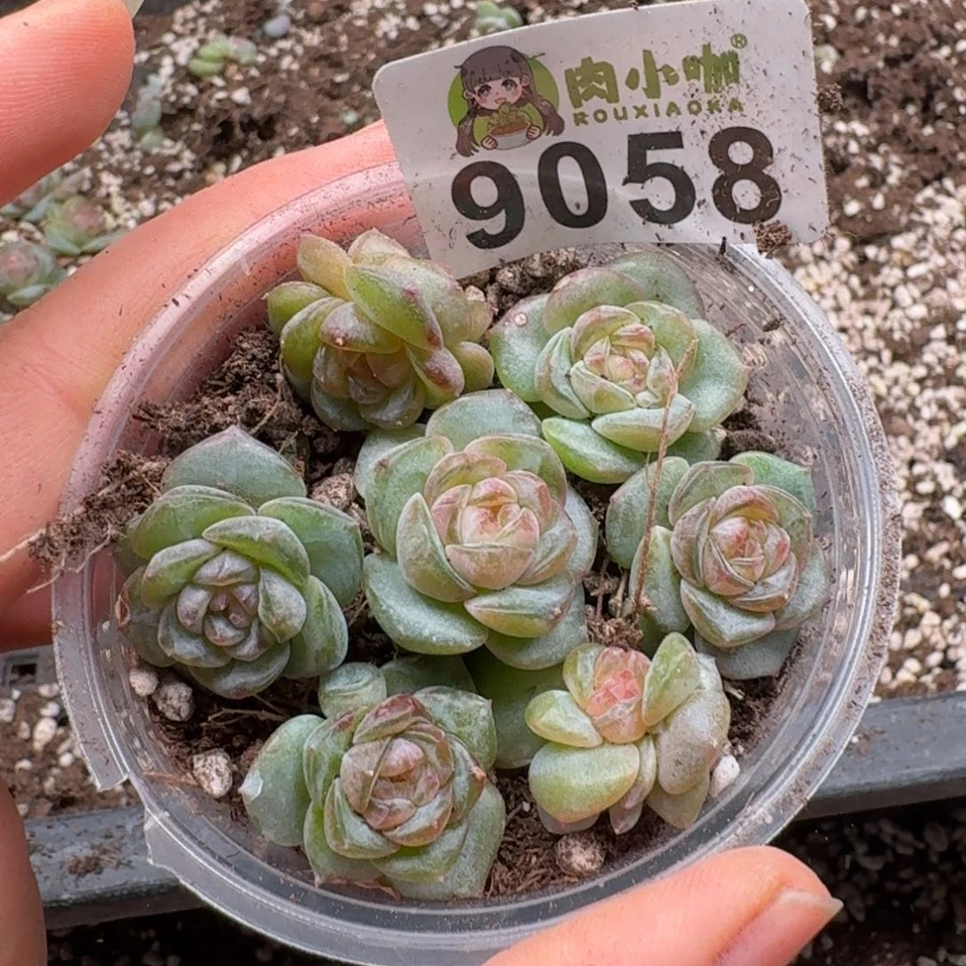 多肉植物多肉植物
