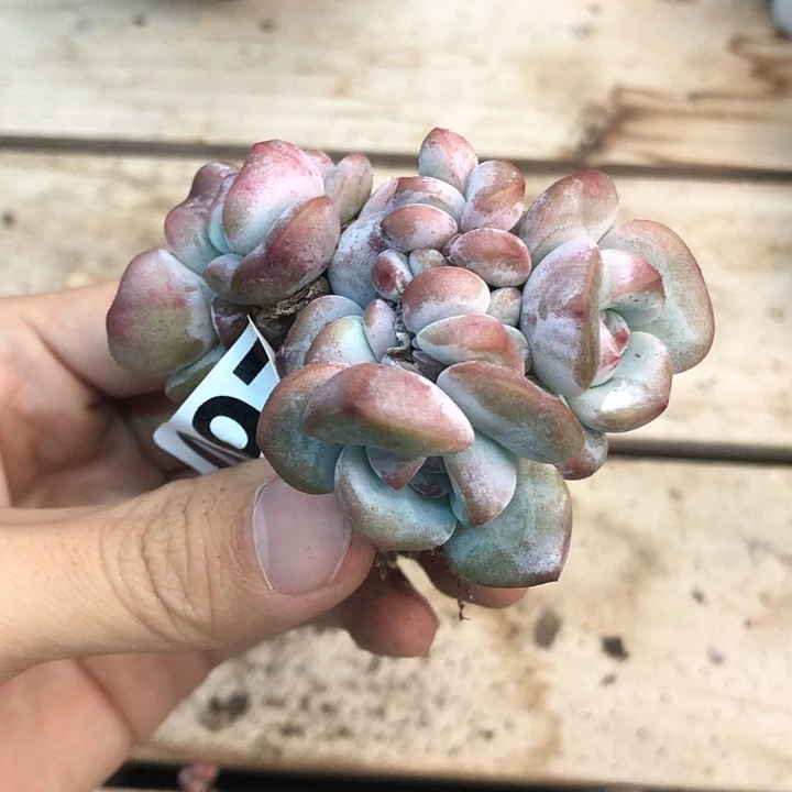 星影石榴籽福利出咯 097