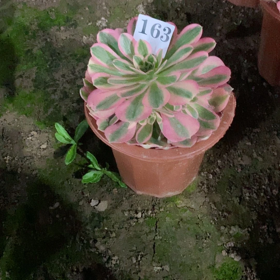 ^****行粉女巫163多肉法师植物