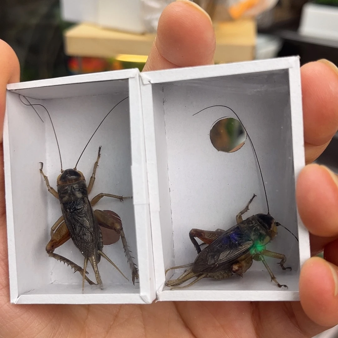 2条全品北京虫哈哈哈