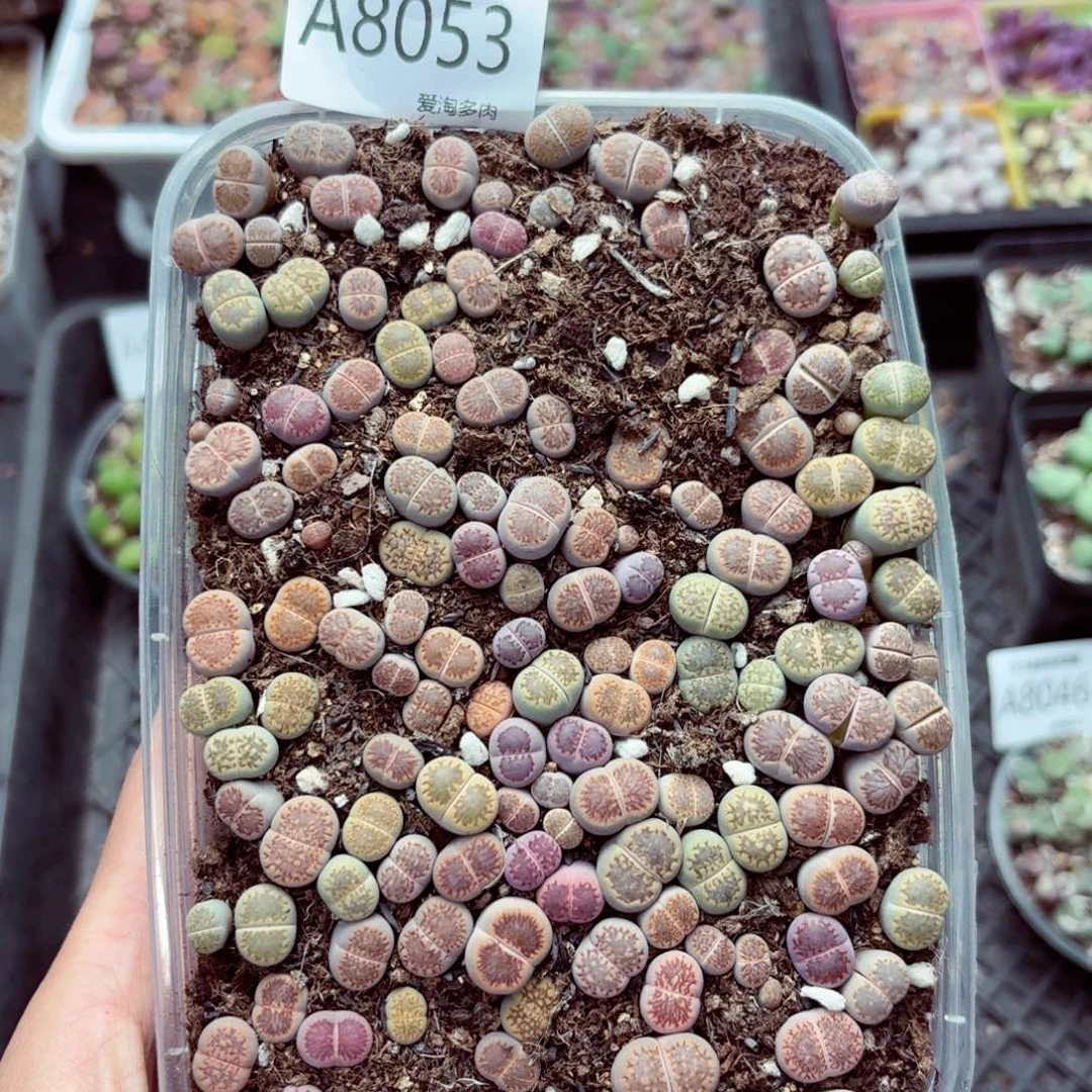 8053— 生石花 生石花