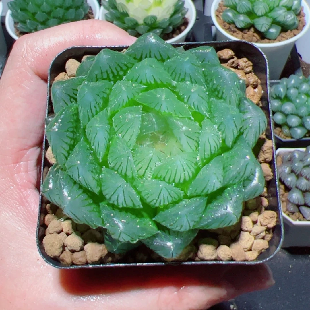 【闪购商品】冰川玉露