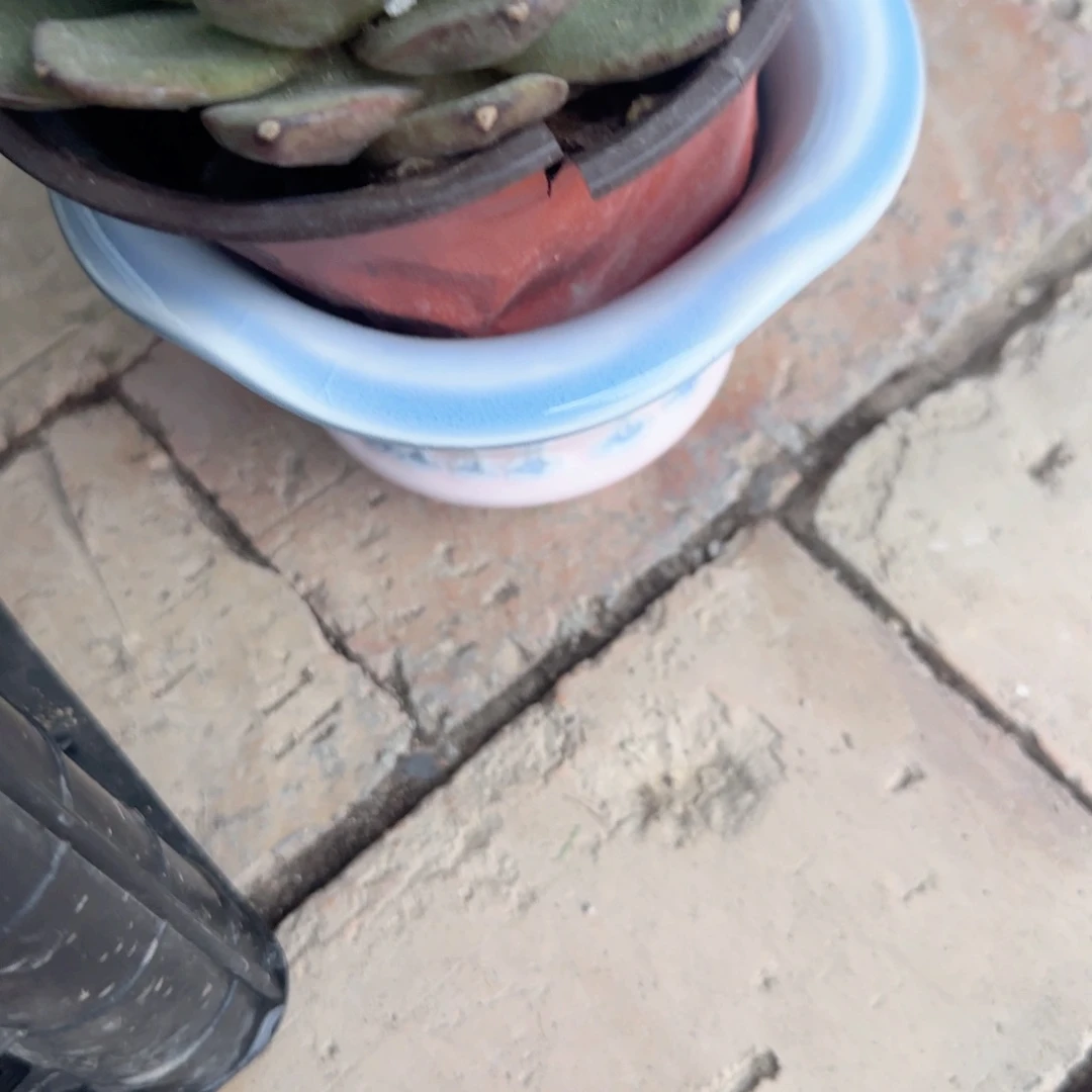 T***乖无花朵黑水晶配花边斗笠花盆种好