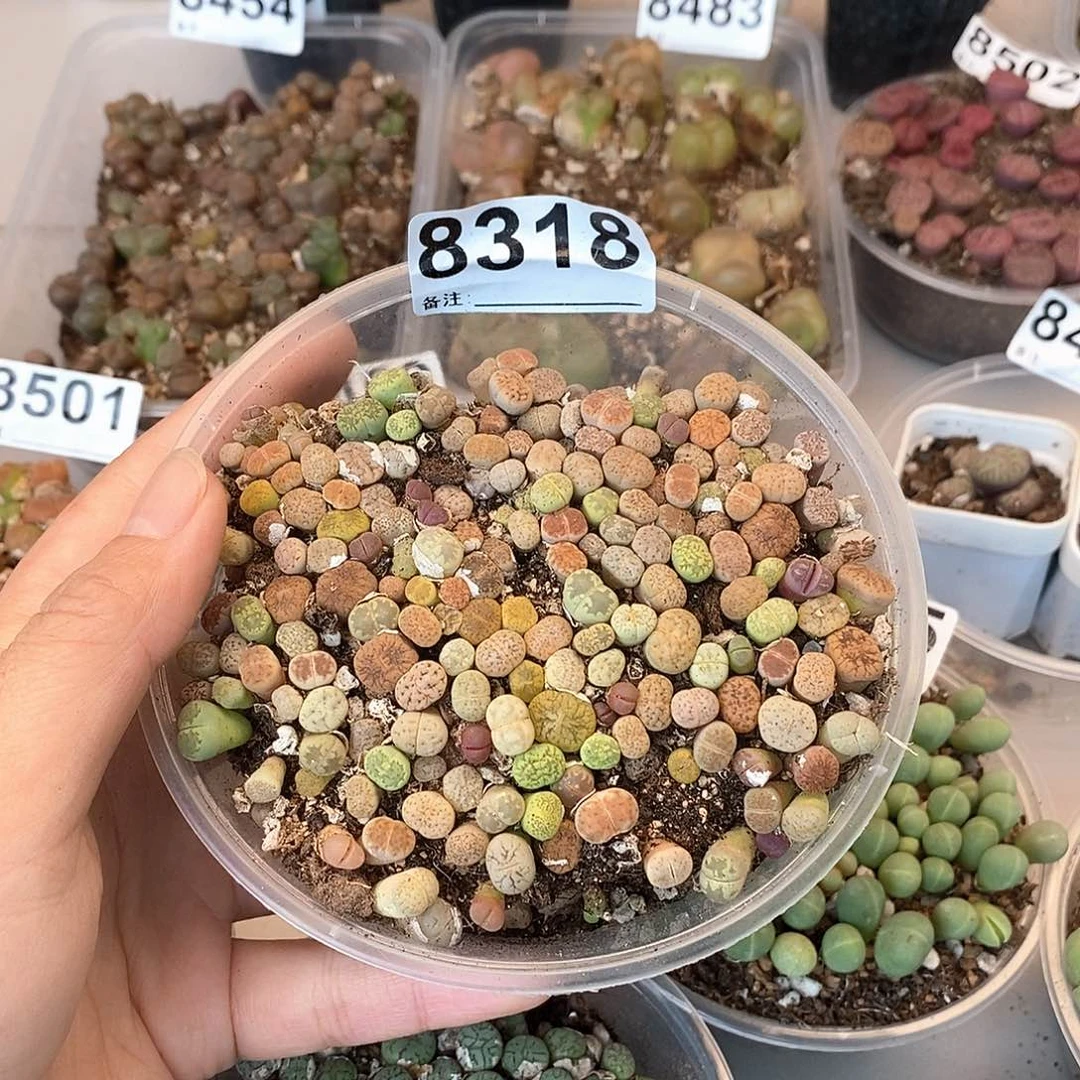 8318彩混啦啦咯哦哟