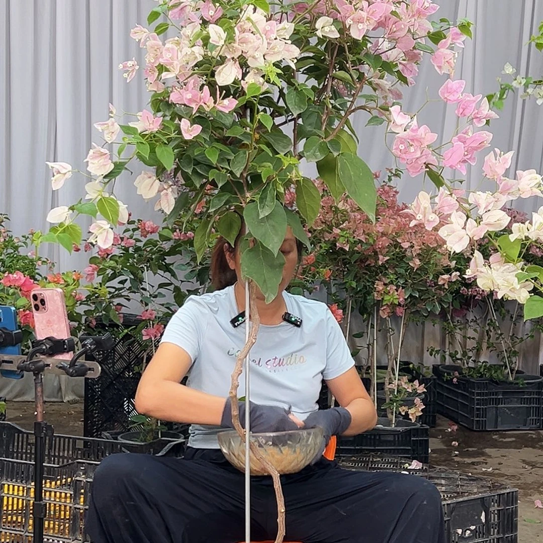 九***九完全开放F83广红樱