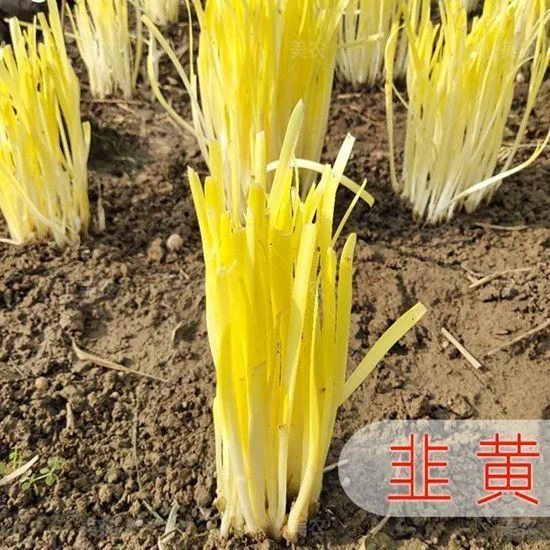 四季韭黄种子黄韭菜籽耐低温弱光高产农家大田盆栽韭菜秋冬