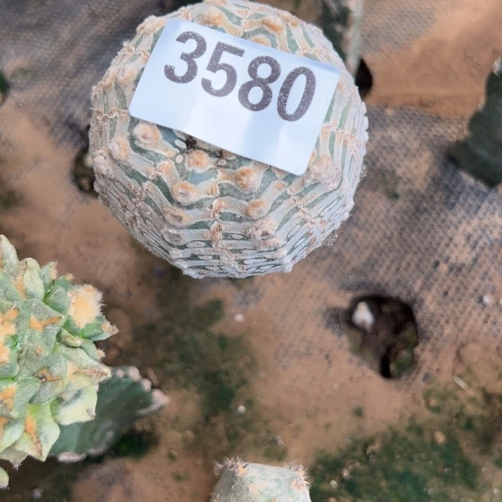 我***宙V兜仙人球开花3580号