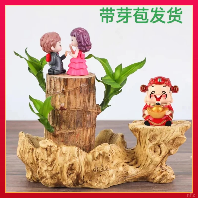 幸运开花带芽巴西木巴坦木盆财神格鲁特盆栽客厅水培植物防辐射
