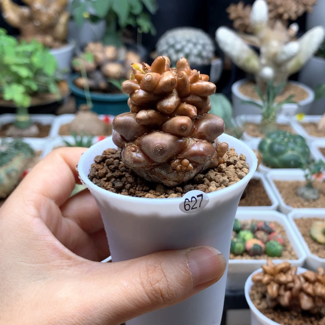 蛮鬼塔厚敦菊带盆627