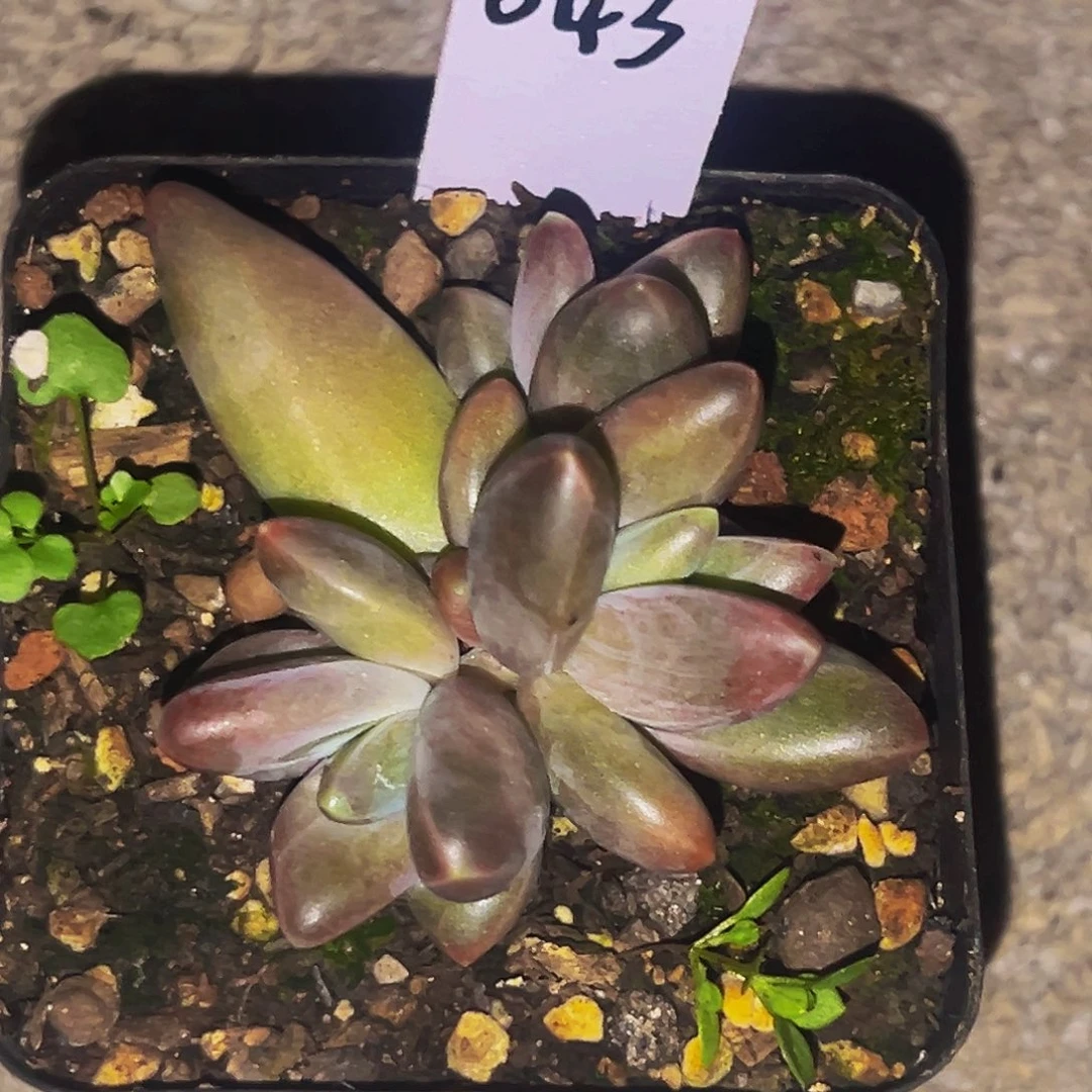 桔云多肉美人精品系列