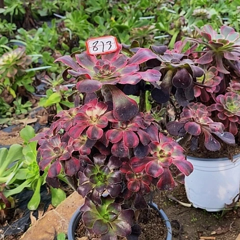╭***心丽娜阴阳老桩捧花813号
