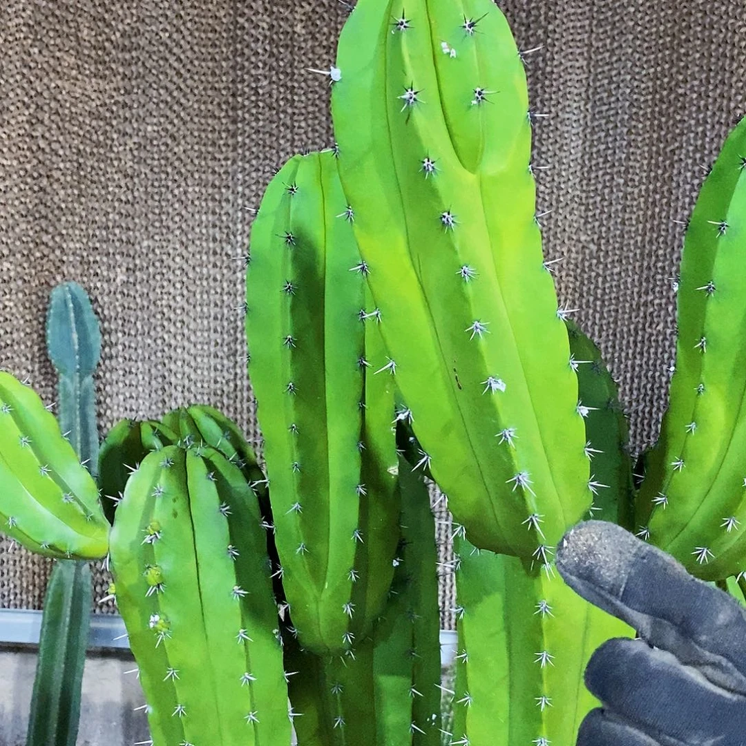 雷神阁侧牙高度20公分现款