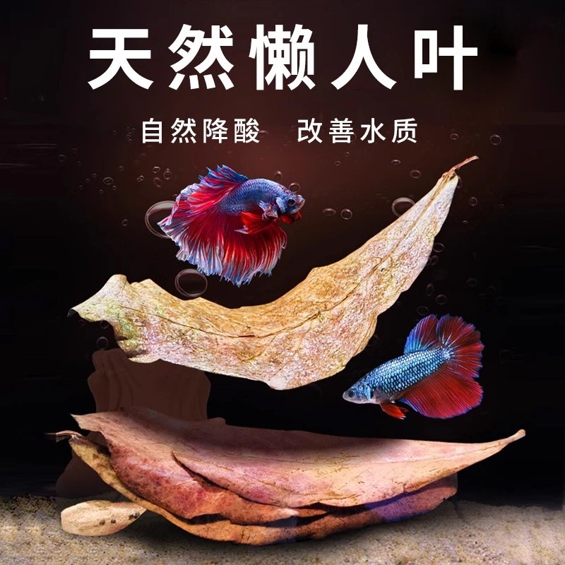 斗鱼懒人叶调节水质改善水质降酸降ph值榄仁叶