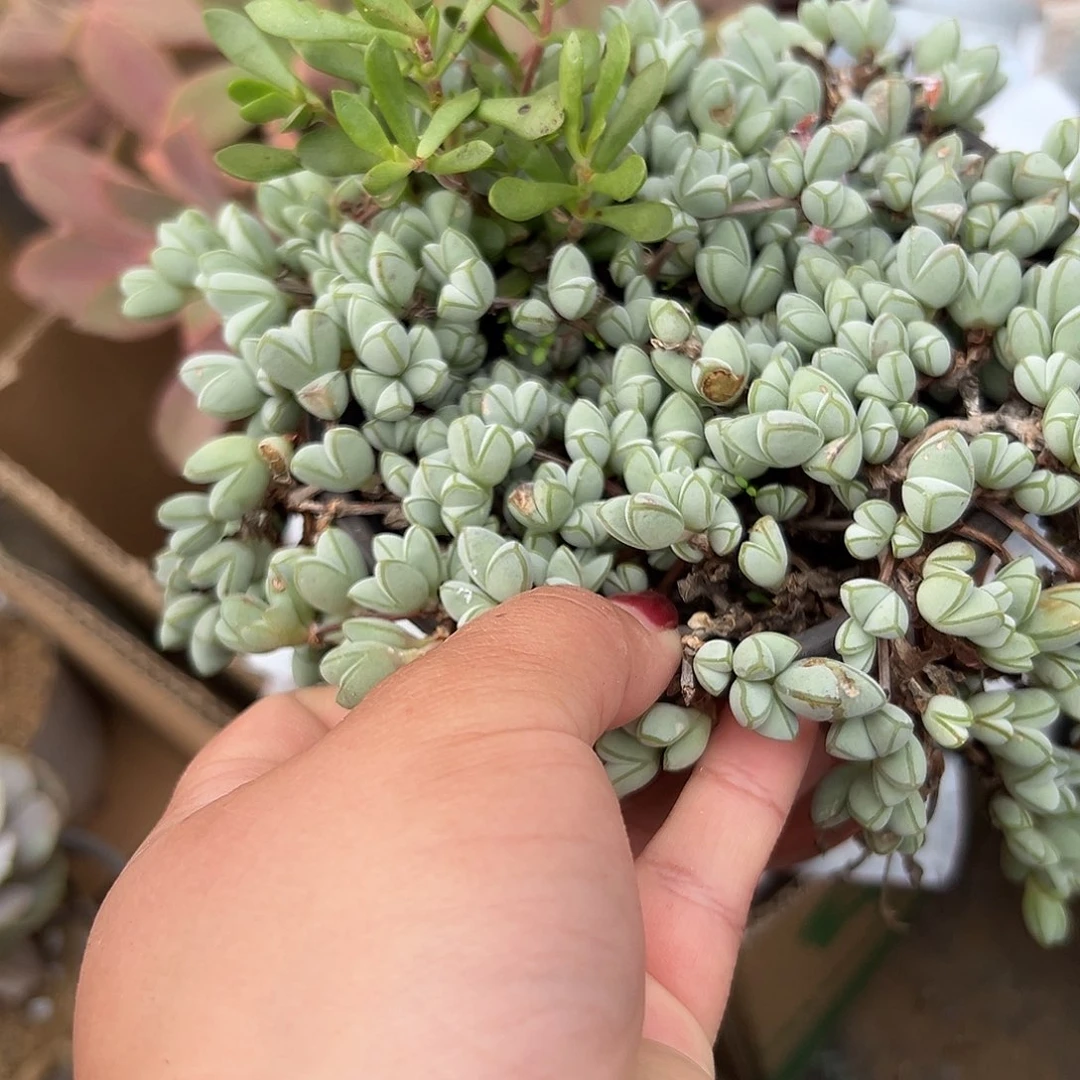 多肉植物多肉植物