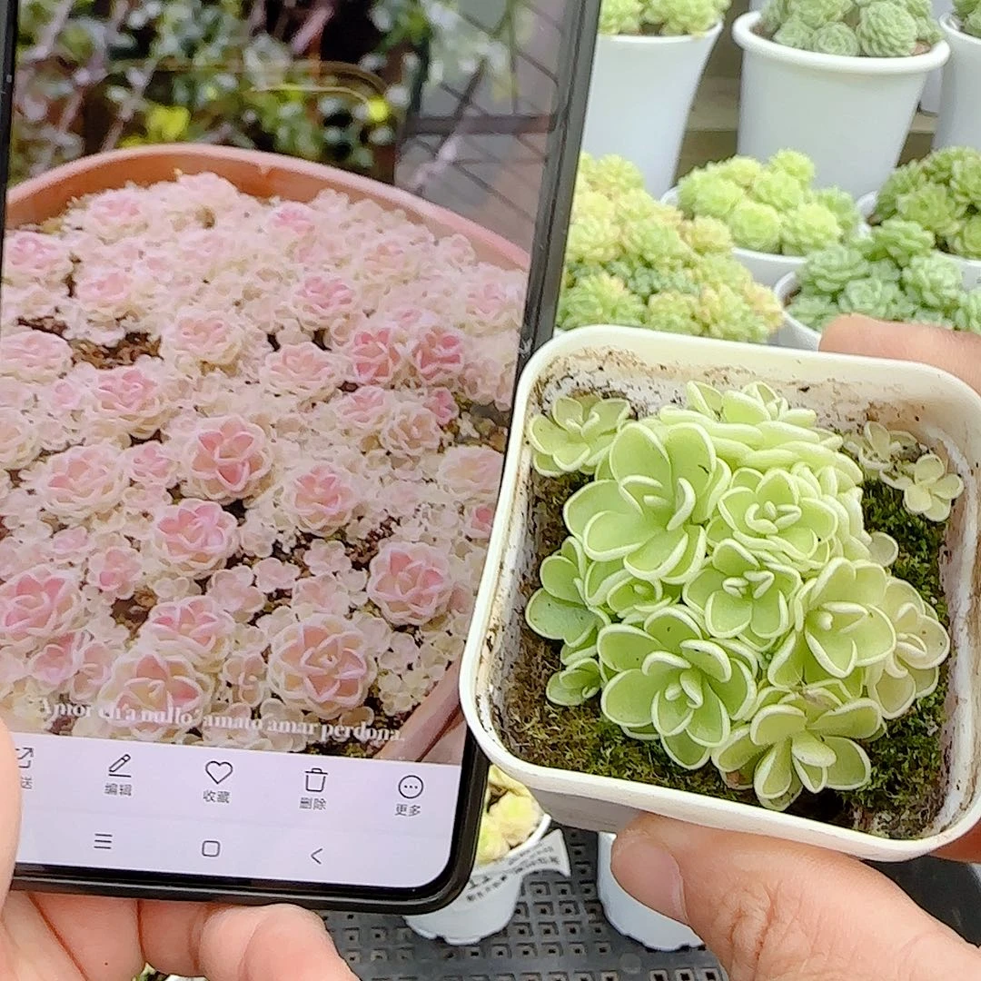 【闪购商品】0923-14爱丽丝