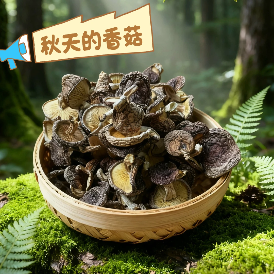 青川断木香菇 秋天的香菇  古法种植 近期新货炖肉 炒菜 特产蔬菜