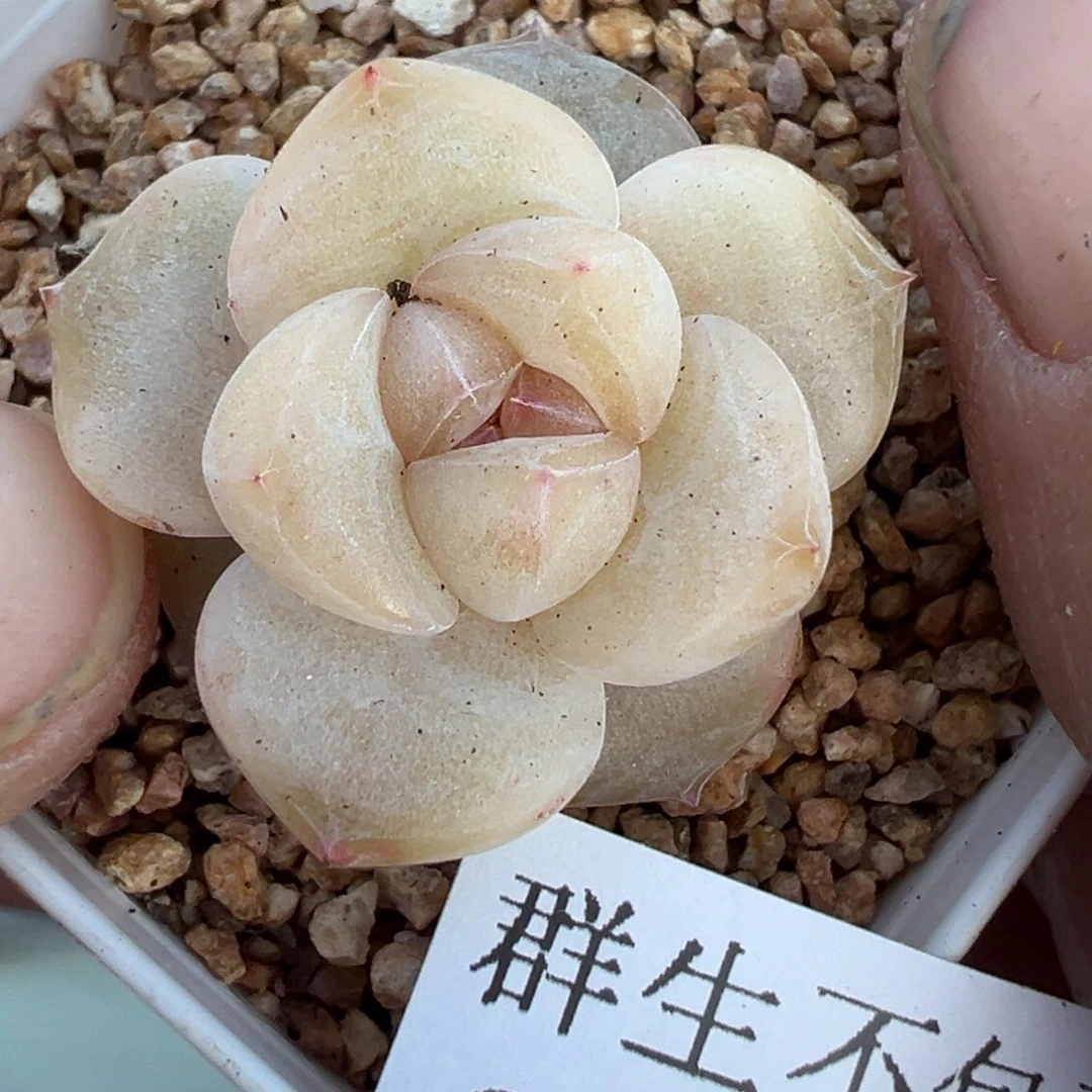 不****家小卡拉米糖心一物一拍29-142