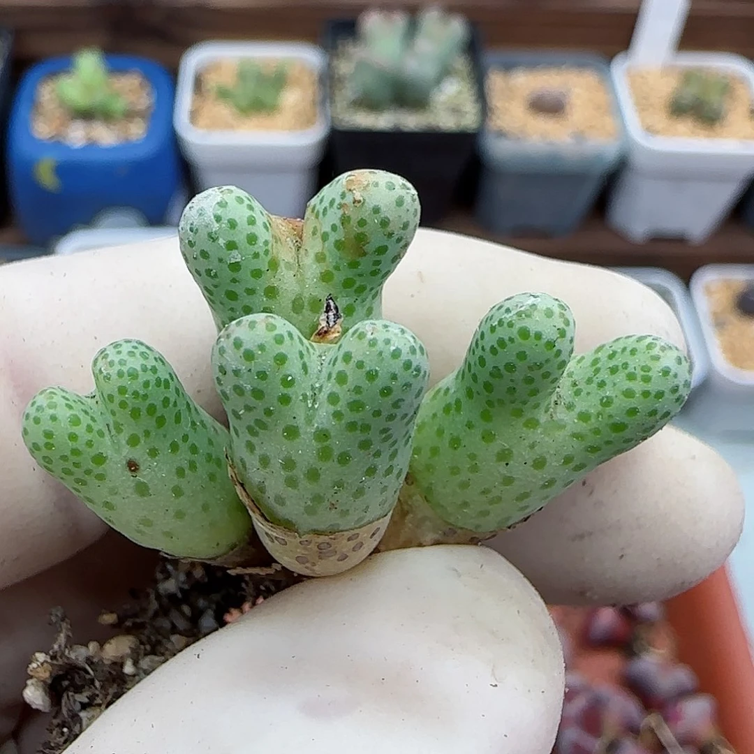 289杂交1779斑马福利