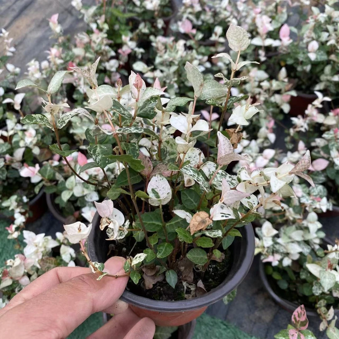 【花叶络石】110盆花叶络石木本宿根多年生庭院花园喜阳耐热好养