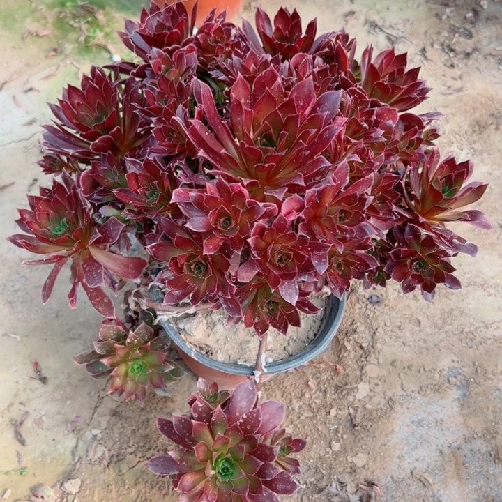 263凤凰多肉植物