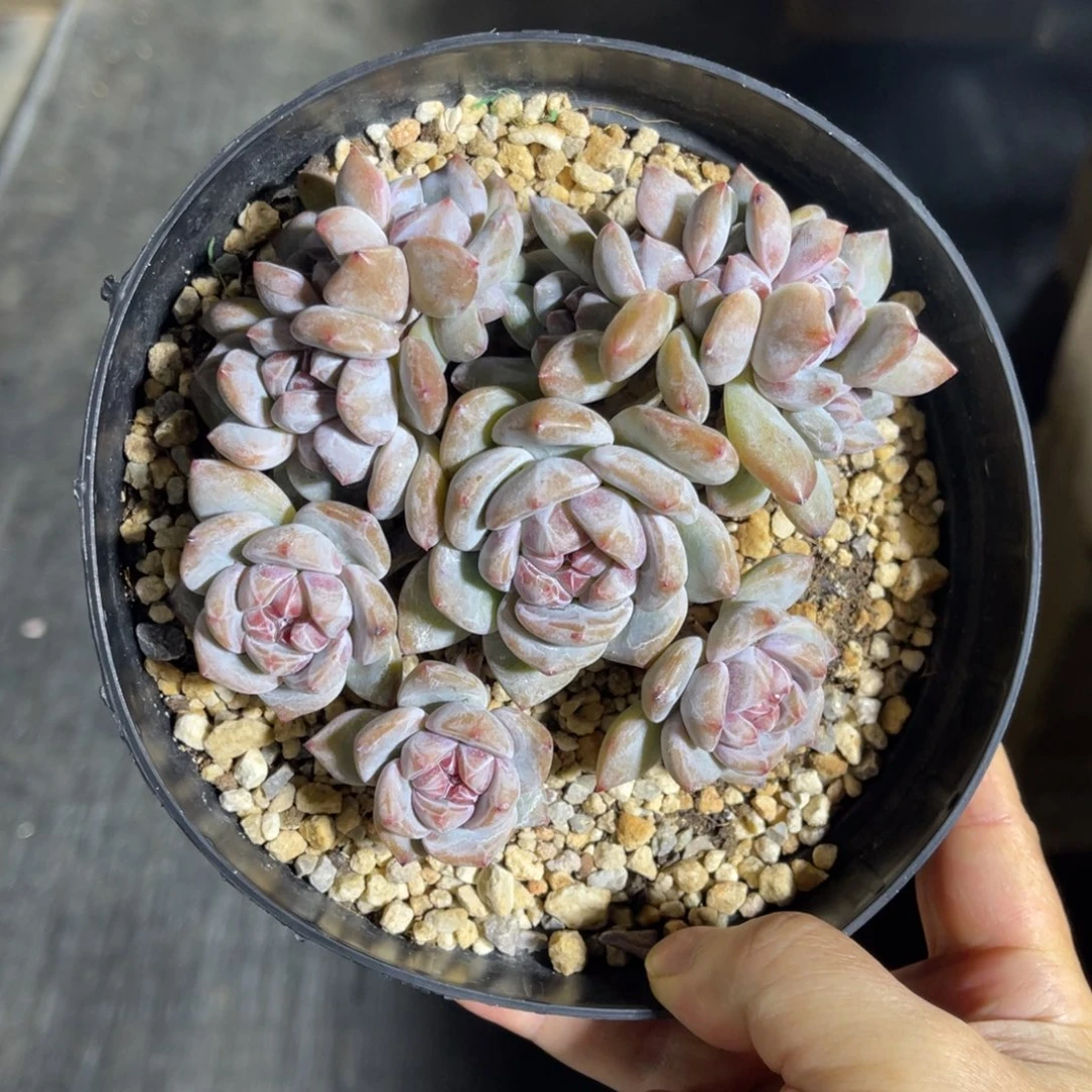 星影朵朵缀有摘 一物一拍不支持退换