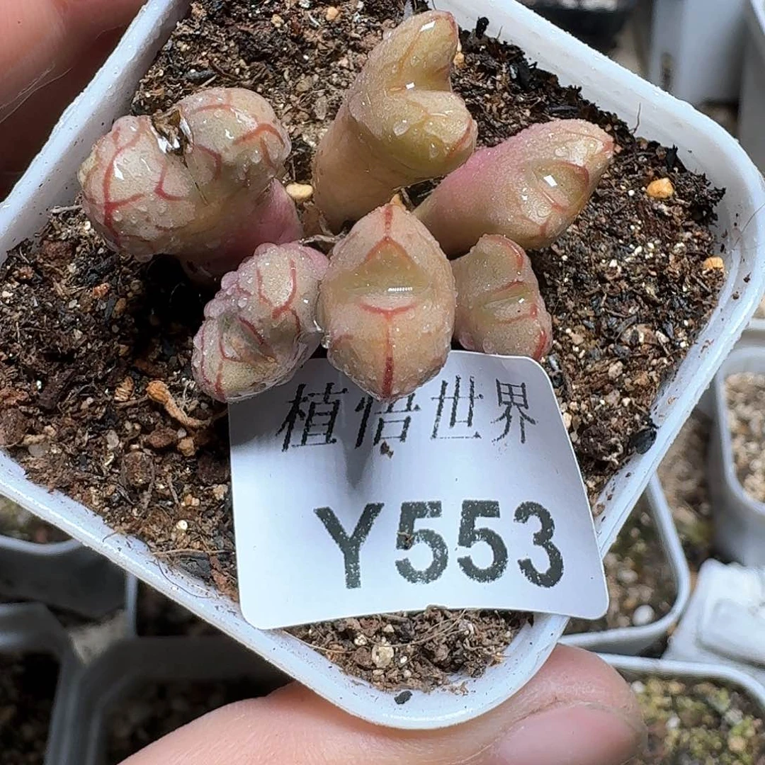 553号多肉植物哇f g